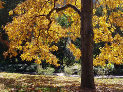 Autumn at Morris Arboretum