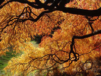 Morris Arboretum - Japanese Maple