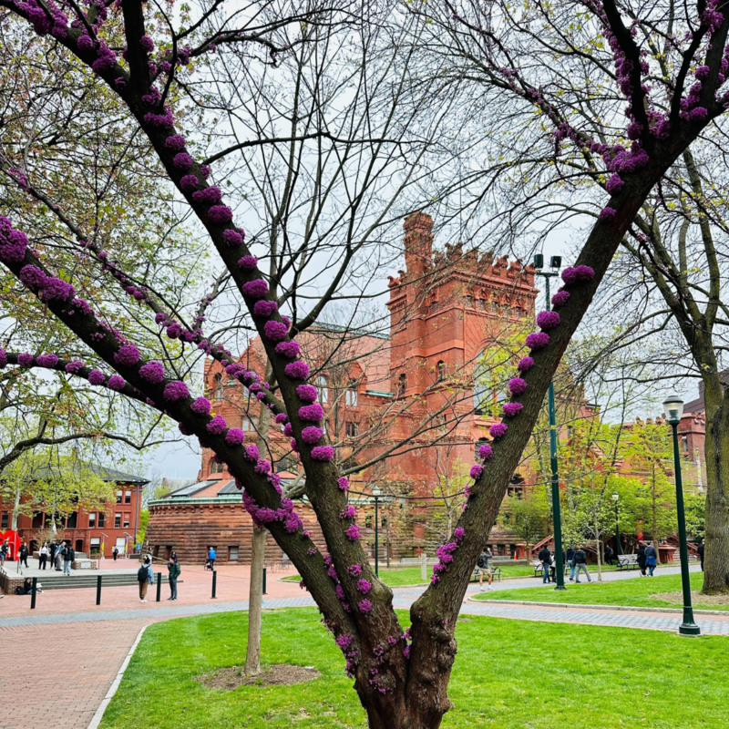 Eastern Redbud tree blooming on college green