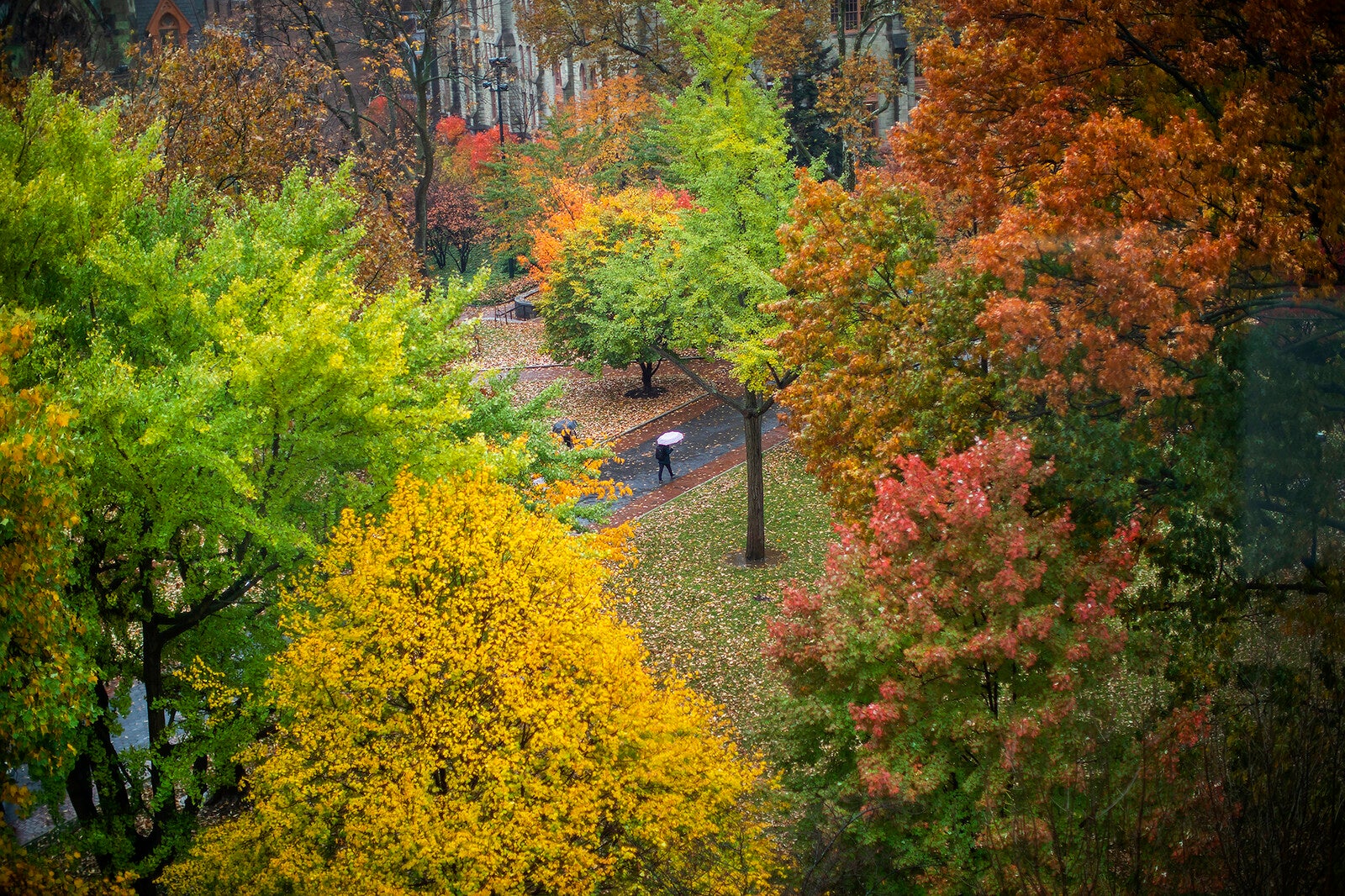 Fall Foliage on Penn Campus