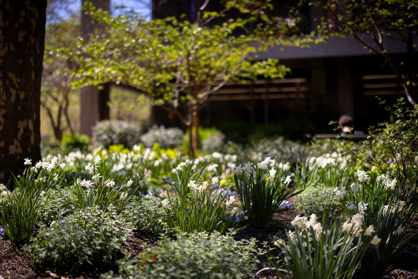 garden out side of penn library