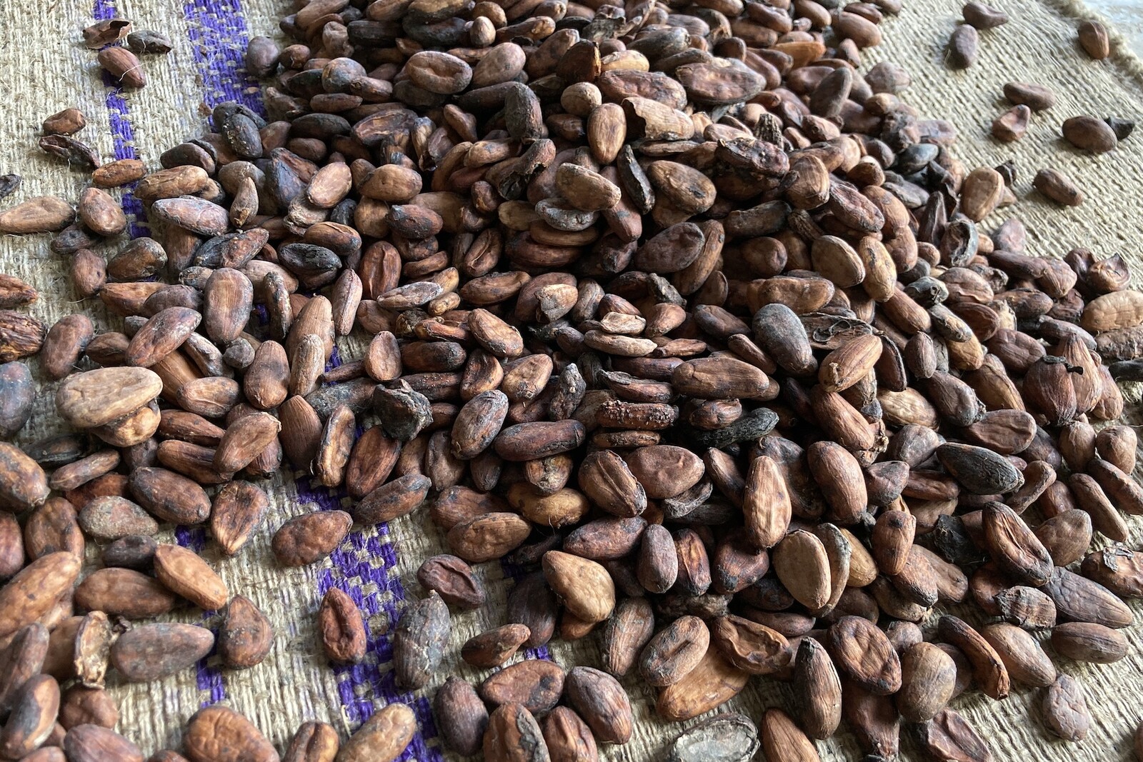 cocoa beans on a burlap background