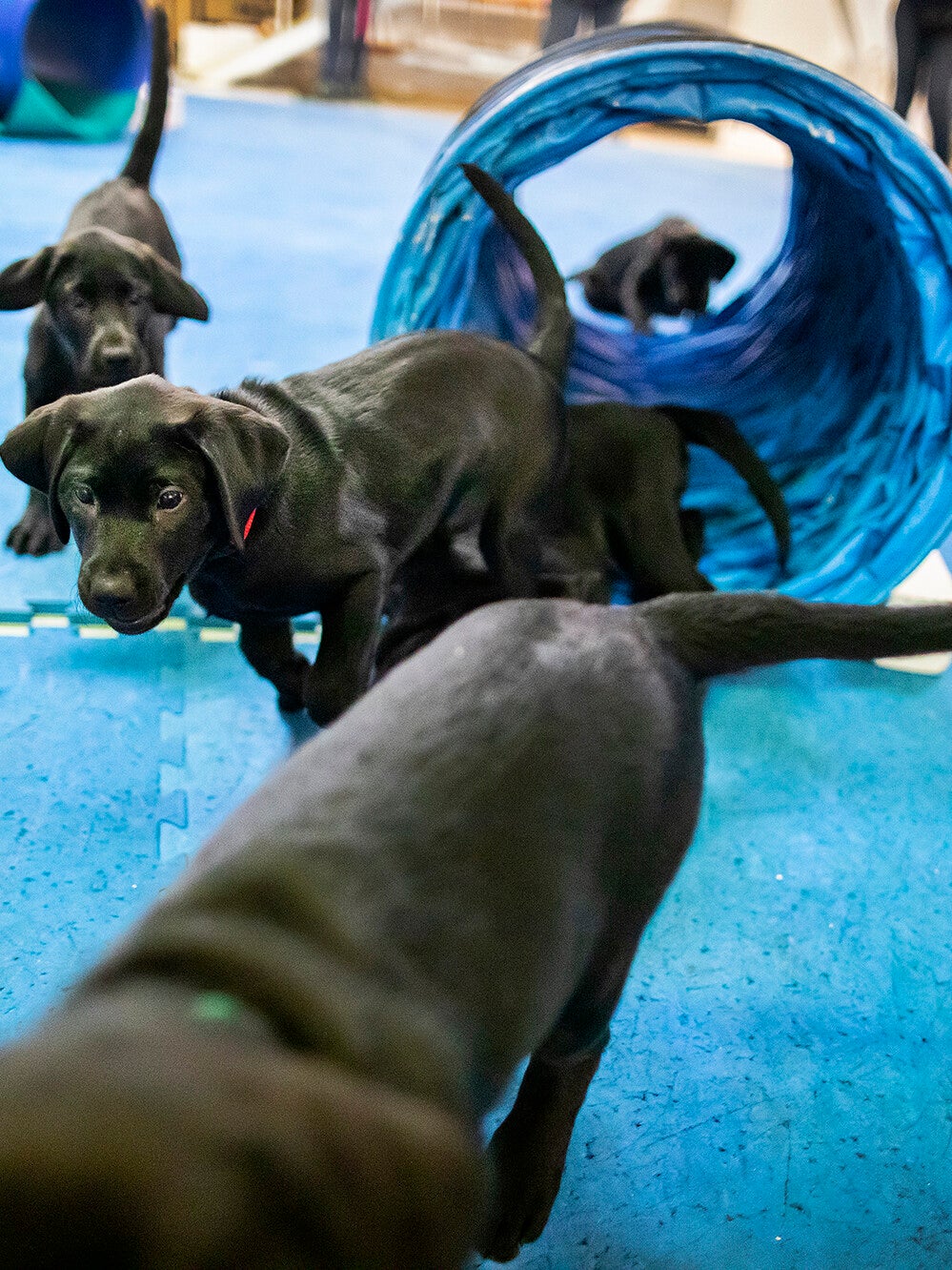 new litter of penn working dogs