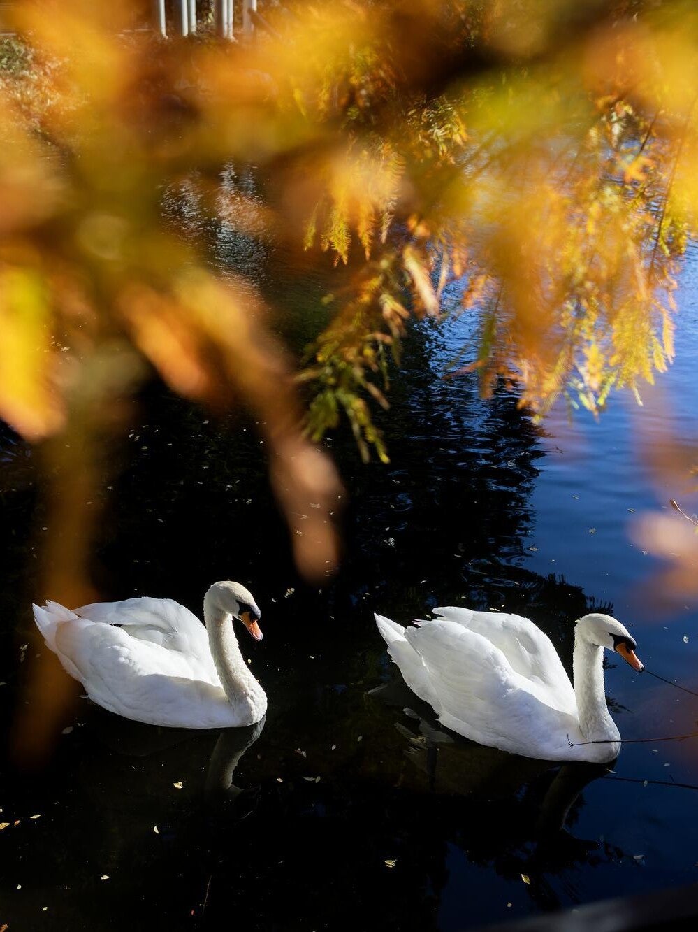 swans at morris arboretum
