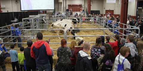 people watching cow