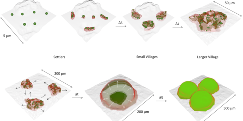 dental biofilm illustration