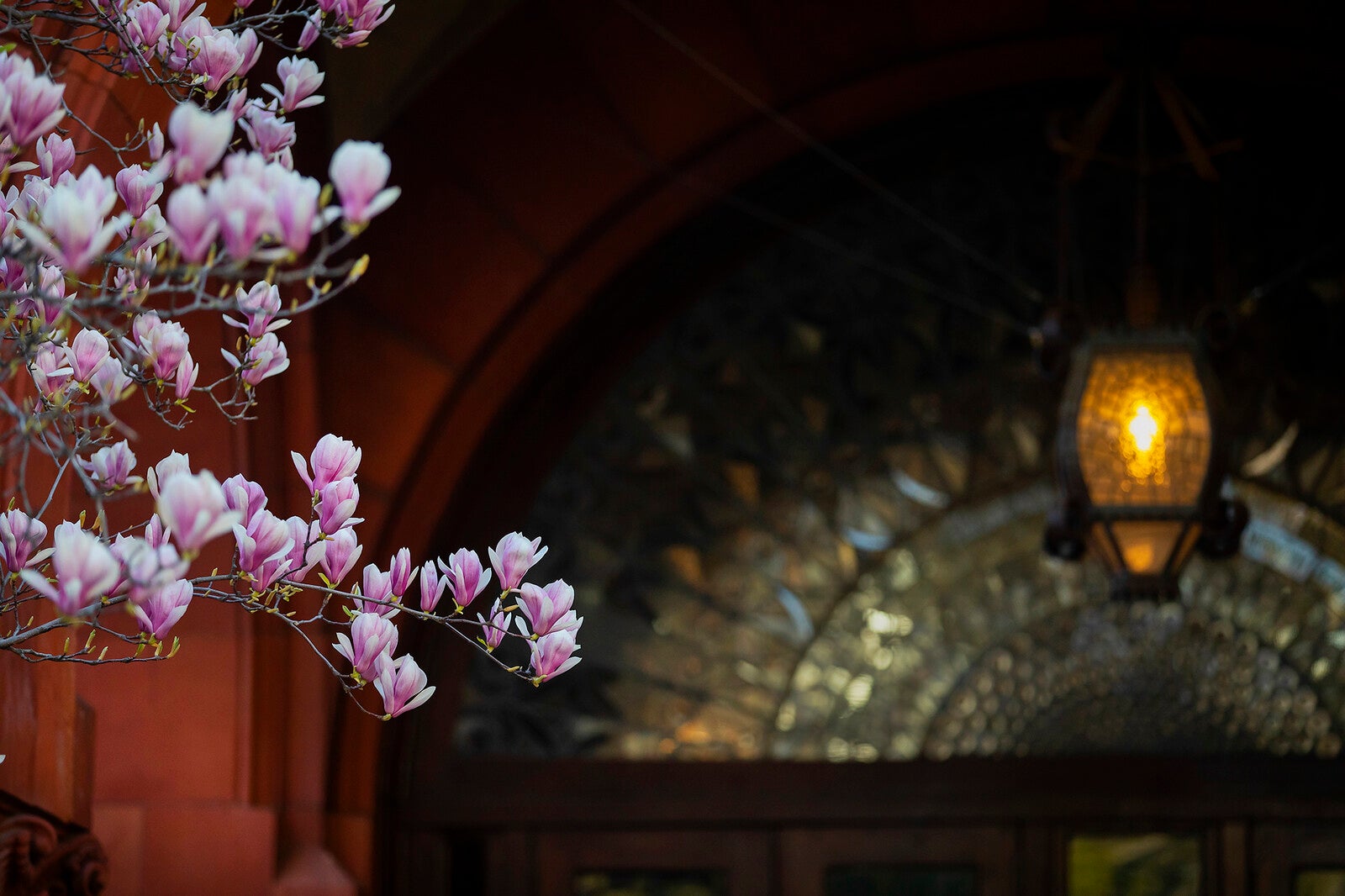 cherry blossoms in front of fisher library