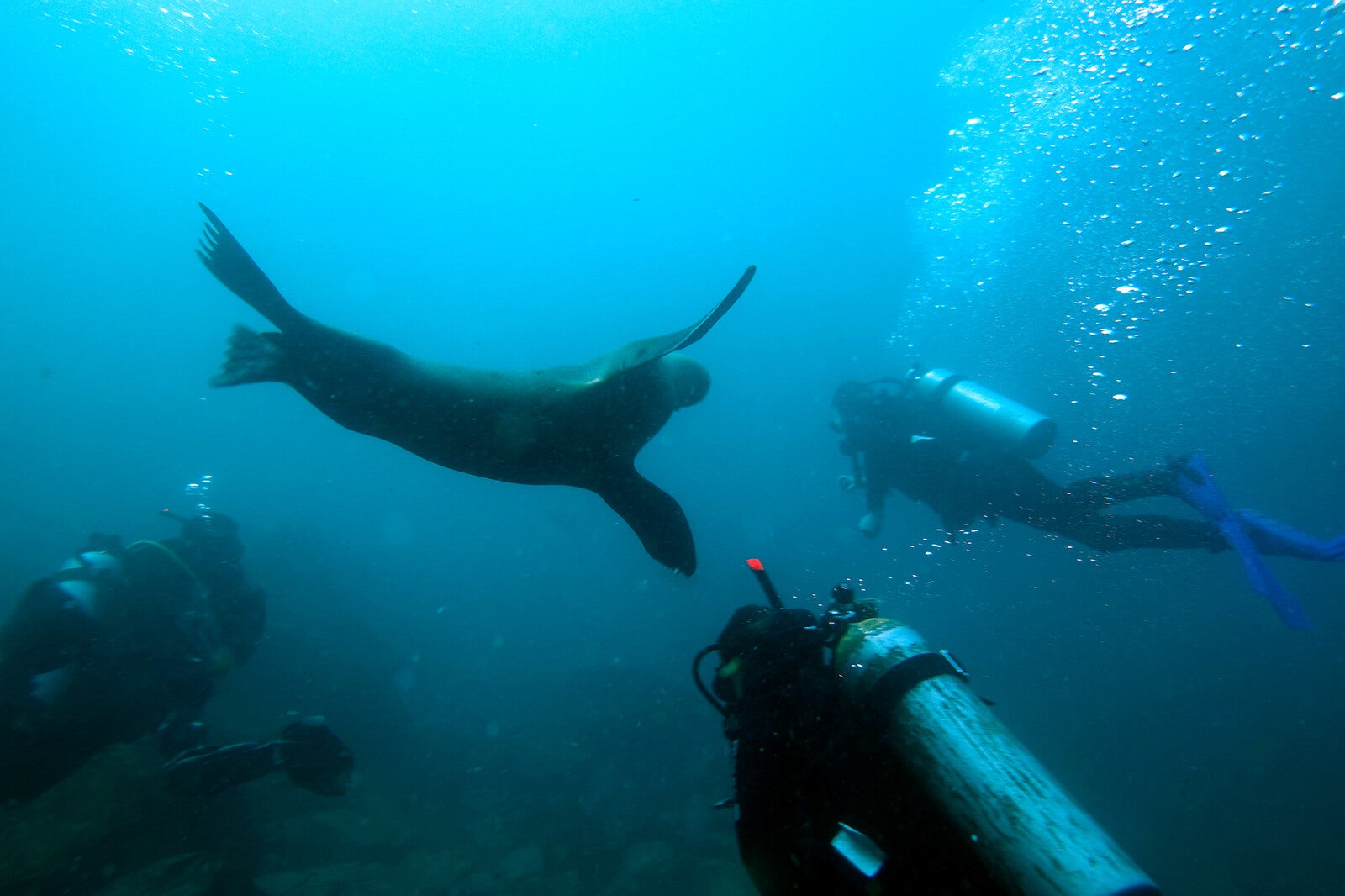 sea lions in the galapagos