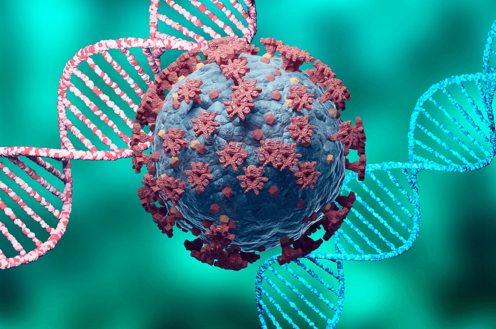 genomic differences of the covid virus