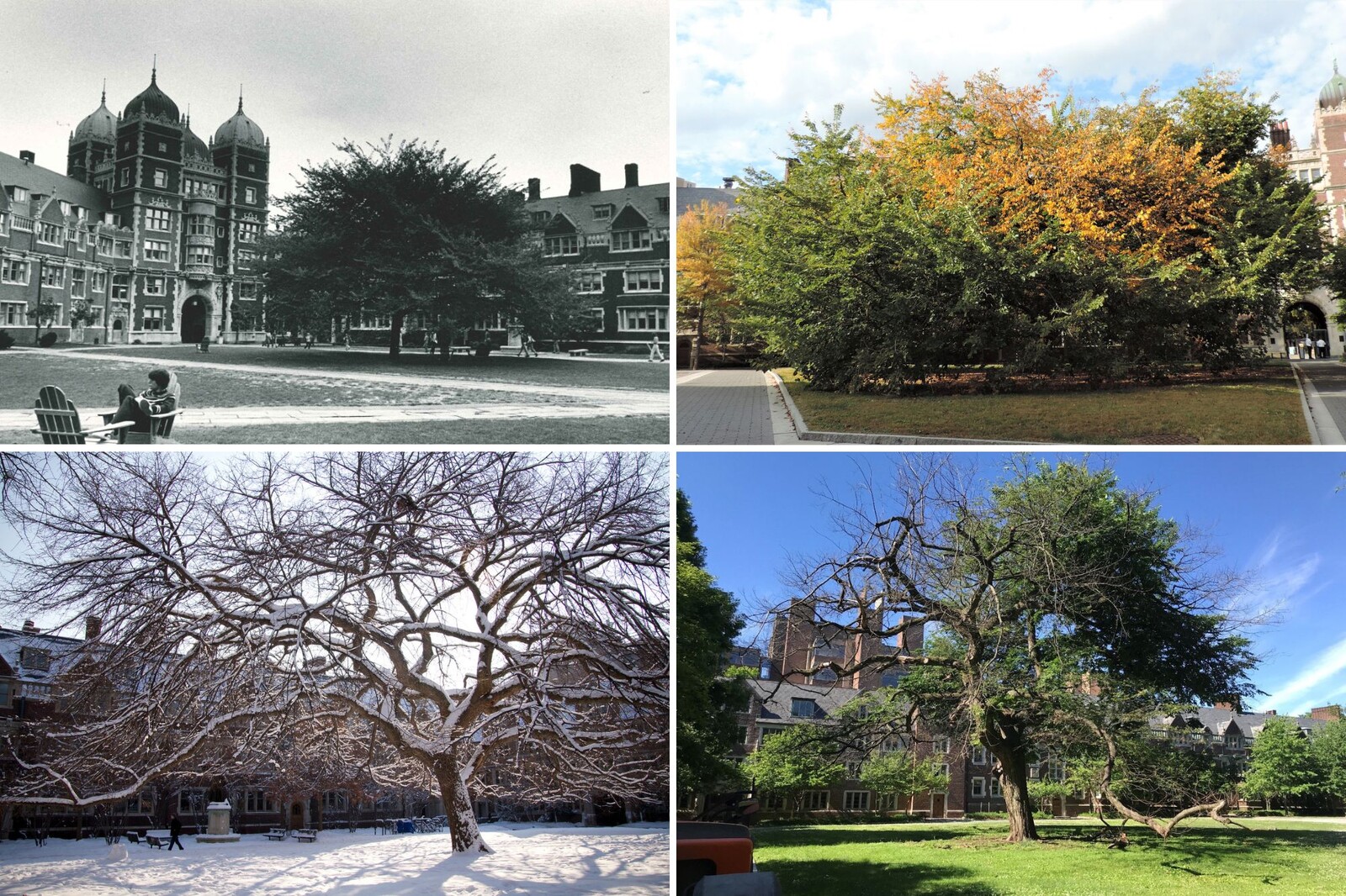 large elm in penn quad over the years