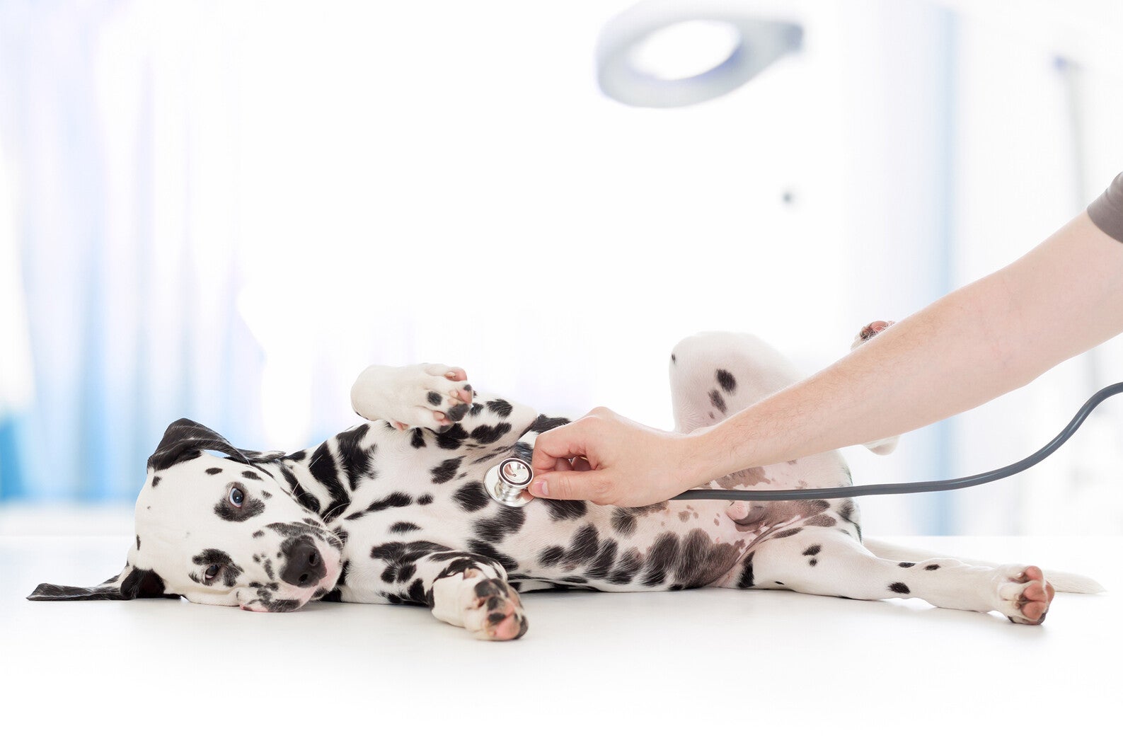 dalmation dog with a stethoscope