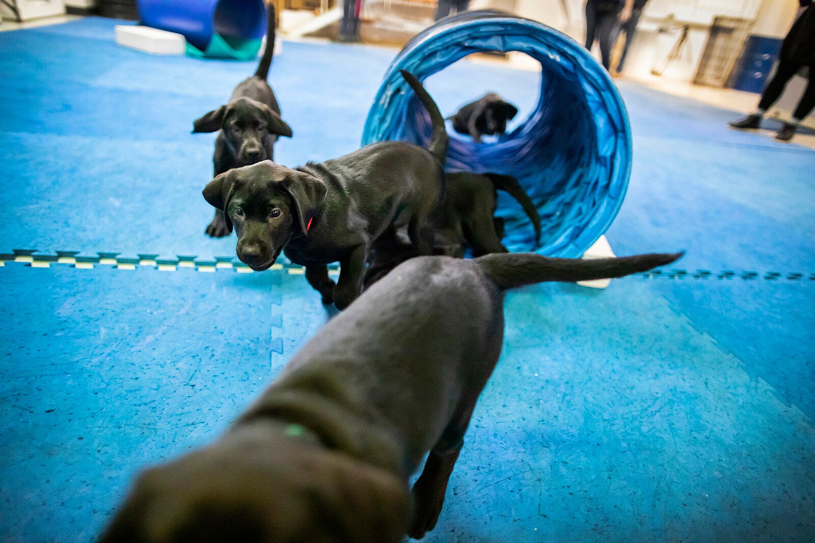 new litter of penn working dogs