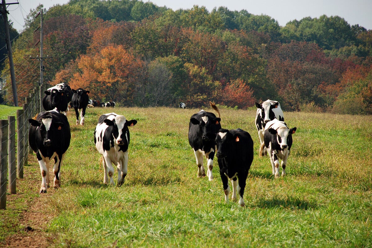 cow pasture at new bolton center