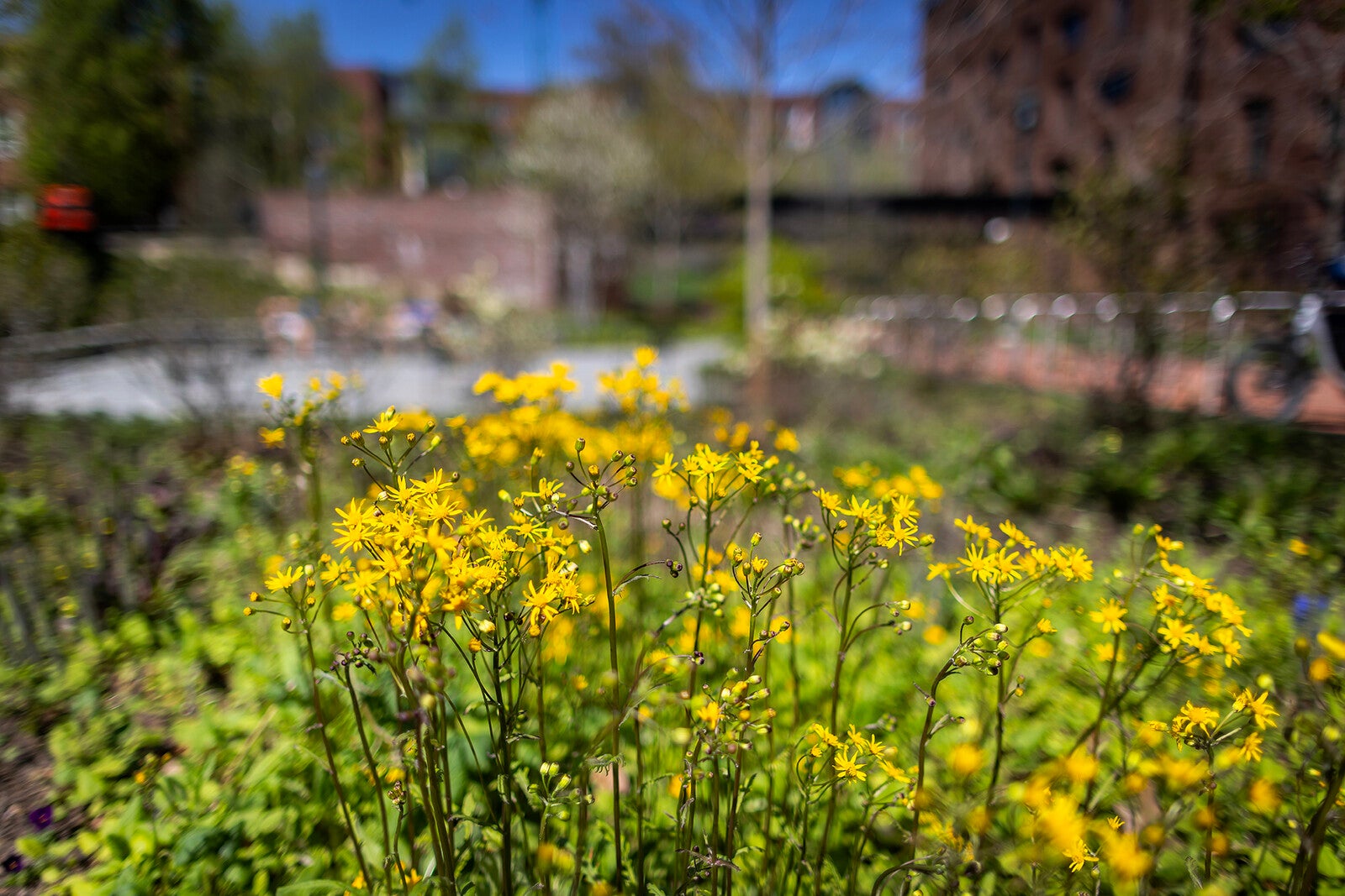 flowers outside of hill house