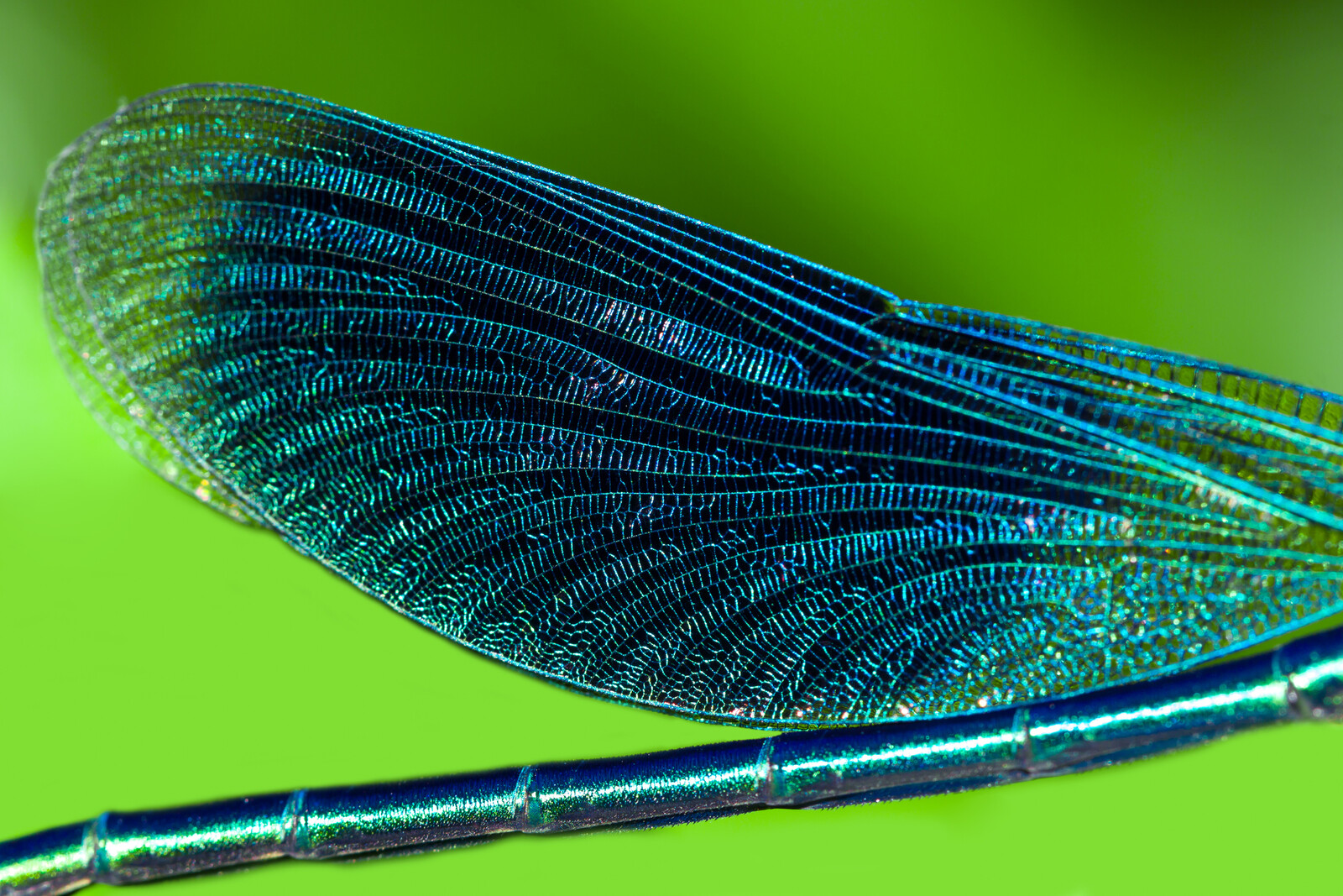 dragonfly wing on a green background