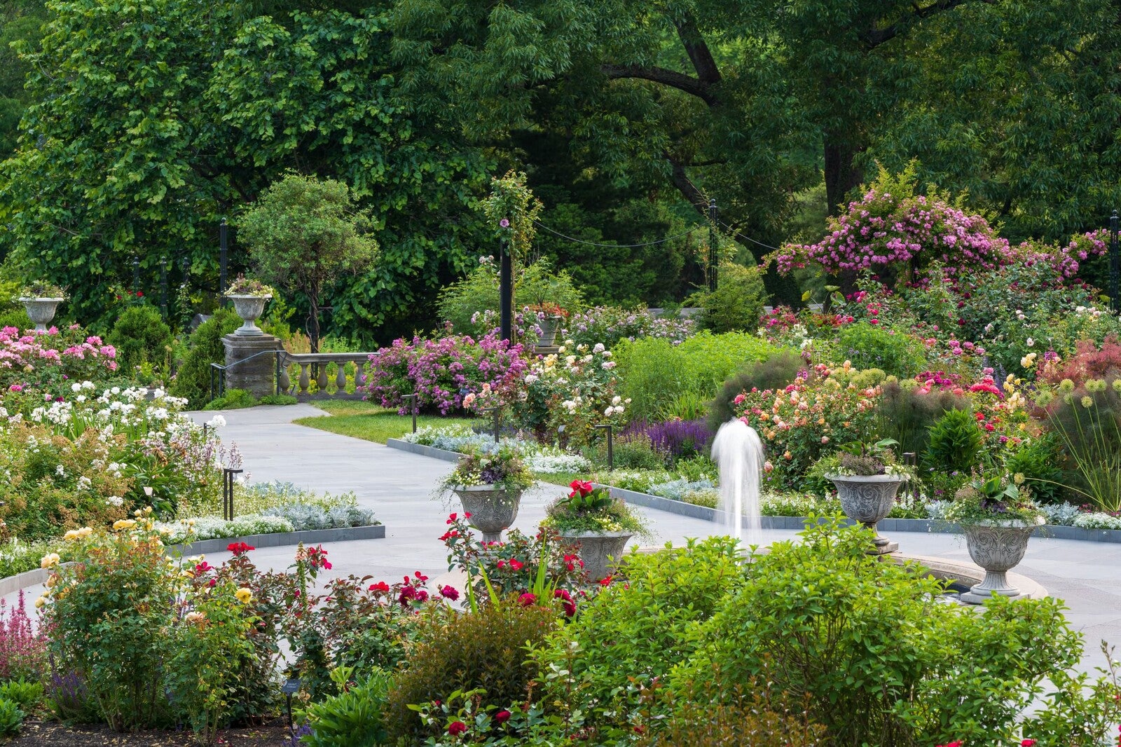 rose garden at the morris arboretum