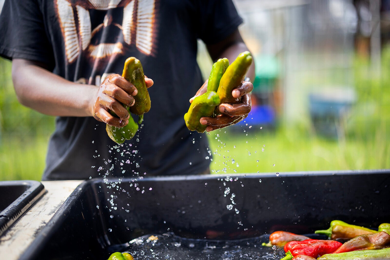 washing produce at penn farm