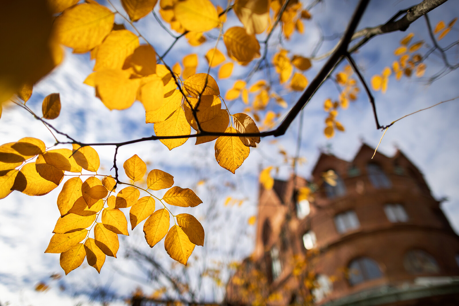 fall foliage in front of fisher fine arts