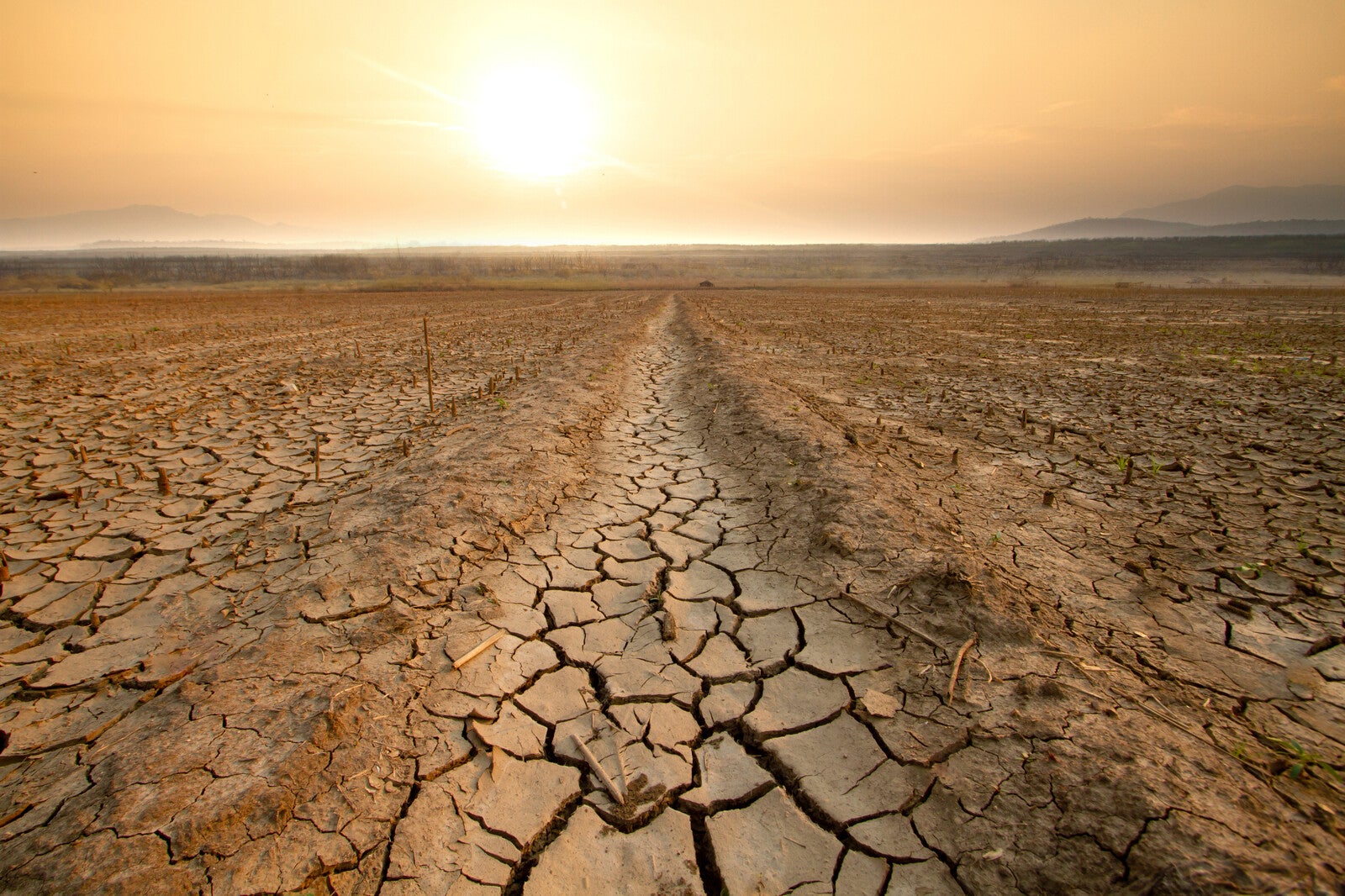 dry dessert with sun