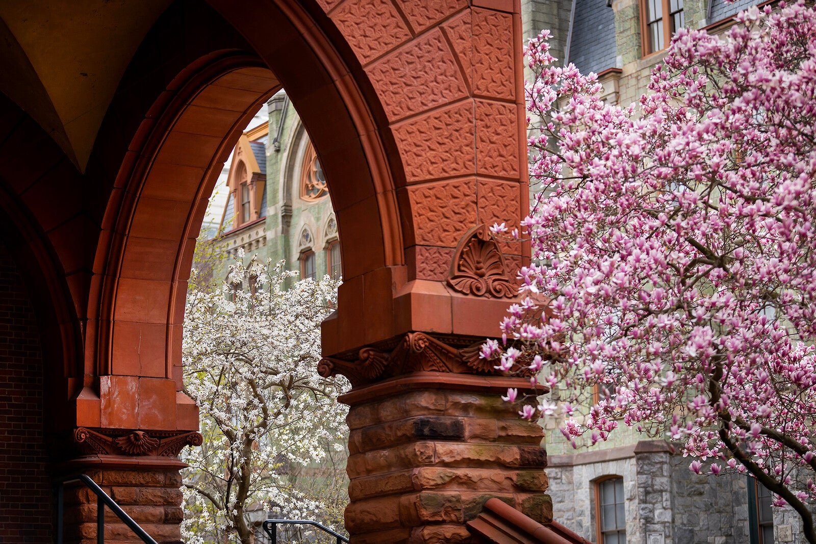 cherry blossoms at fisher fine arts