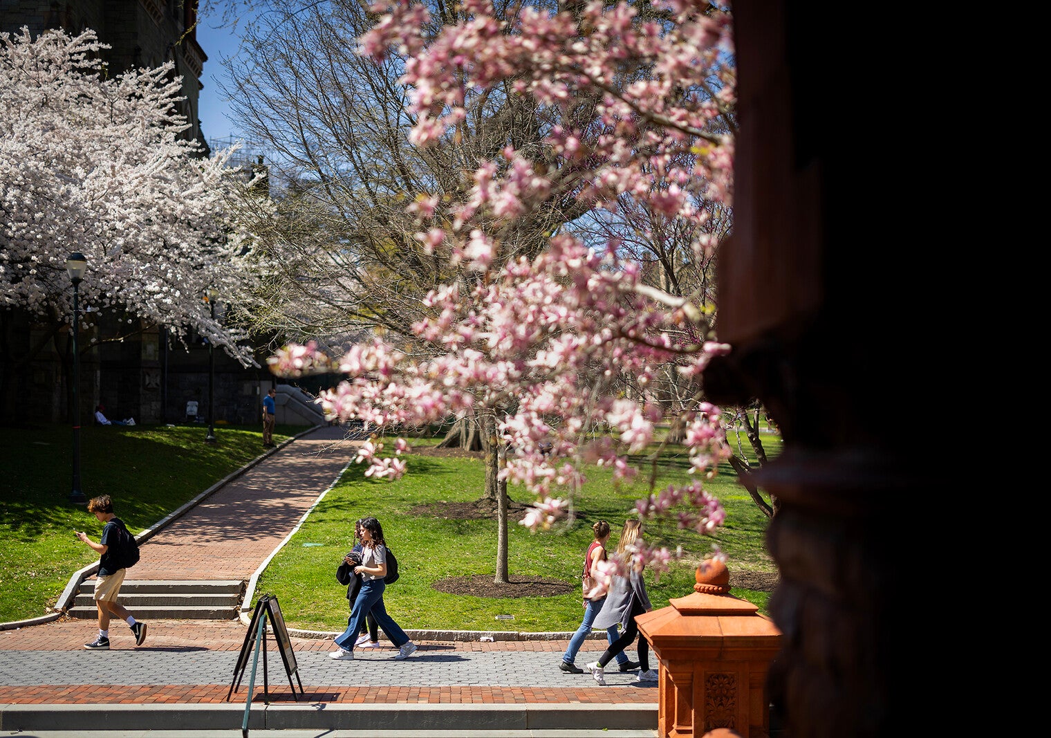 cherry blossoms at fisher fine arts library