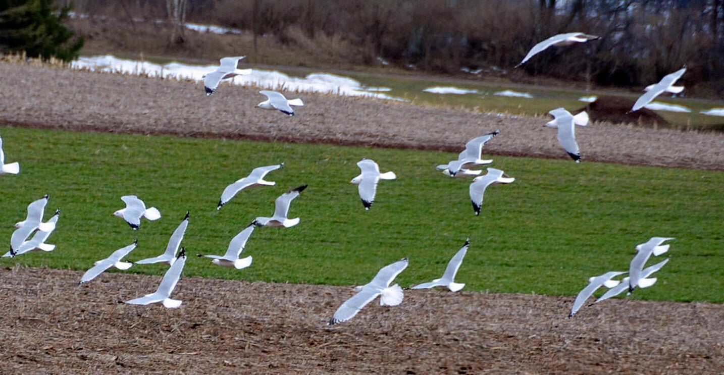 birds flying over field