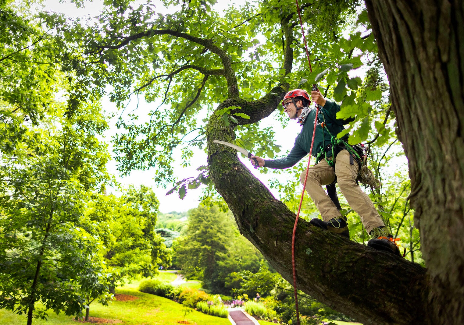 peter fixler climbing trees at morris arboretum