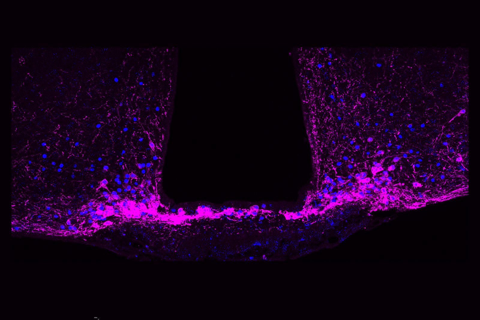 Nicholas Betley microscopic image