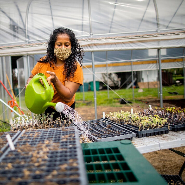 Penn student volunteer watering a large series of seed beds at the teh Penn Farm