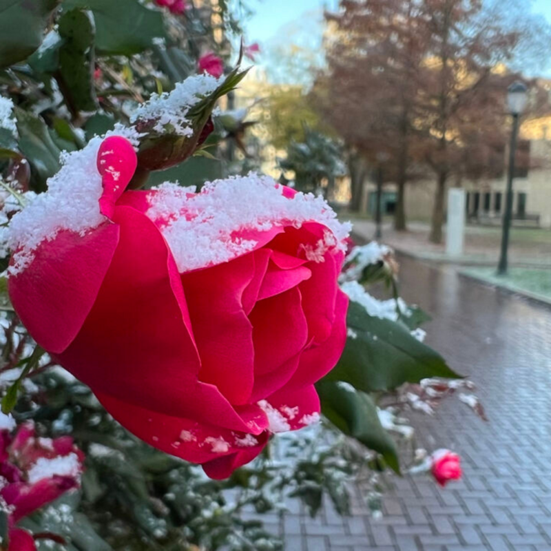 Campus flower with snow on it