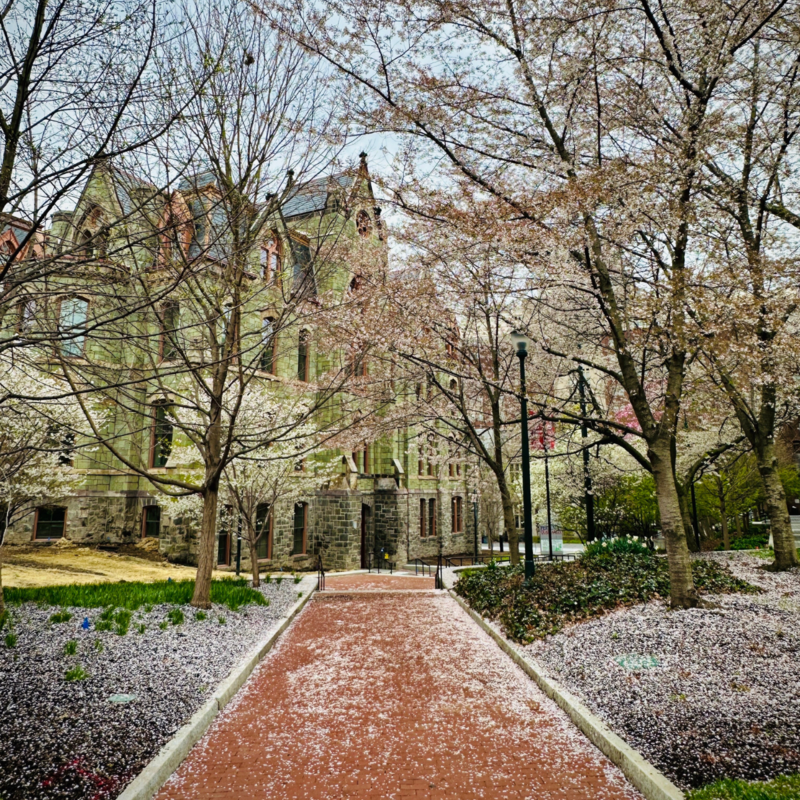 Cherry Blossom trees beginning to bloom outside of college hall with petals covering the pathway.