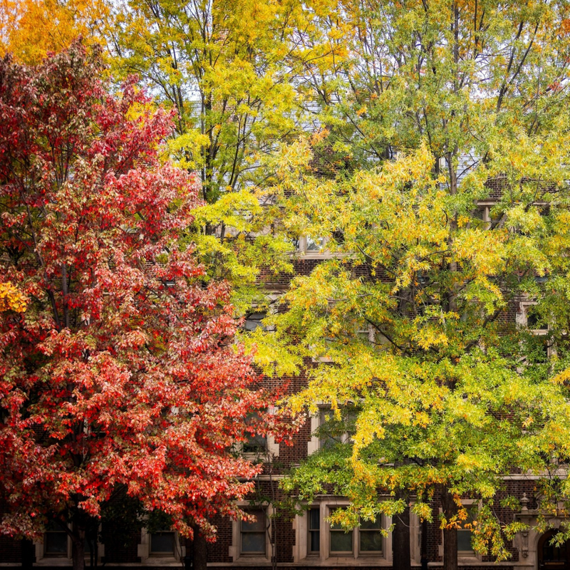 Two trees on Penn's campus one still green while the other is bright red.